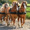 Team Ginger.  The ponies that have qualified for the World Pony Championships 2011 competition in Slovenia in September.