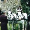 Our wedding horses, Jack and Hugo.  Please go to our Wedding and Occasions page for more info.